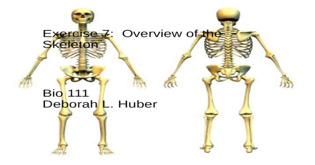 Overview of the skeleton exercise 7