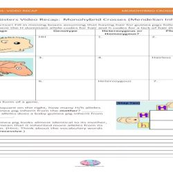 Amoeba sisters dihybrid crosses answer key