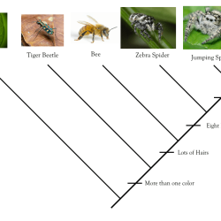 Cladogram worksheet answers worm spider and fly