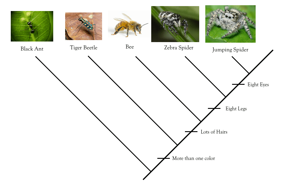 Cladogram worksheet answers worm spider and fly