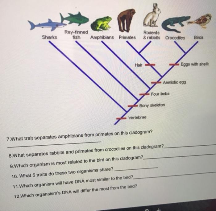 Cladogram worksheet answers worm spider and fly