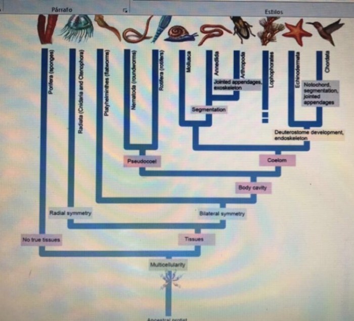 Cladogram worksheet answers worm spider and fly