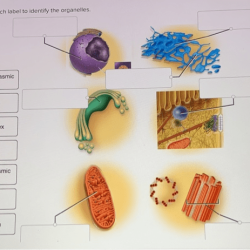 Click and drag each label to identify the organelles