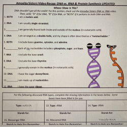 Amoeba sisters video recap dna replication answer key