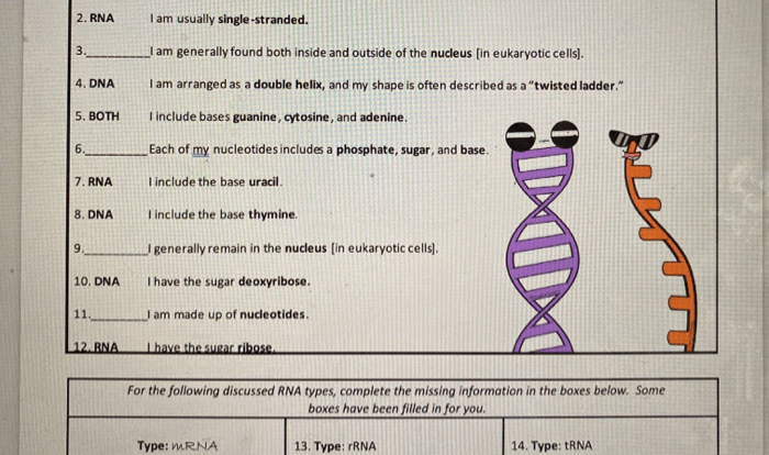 Amoeba sisters video recap dna replication answer key